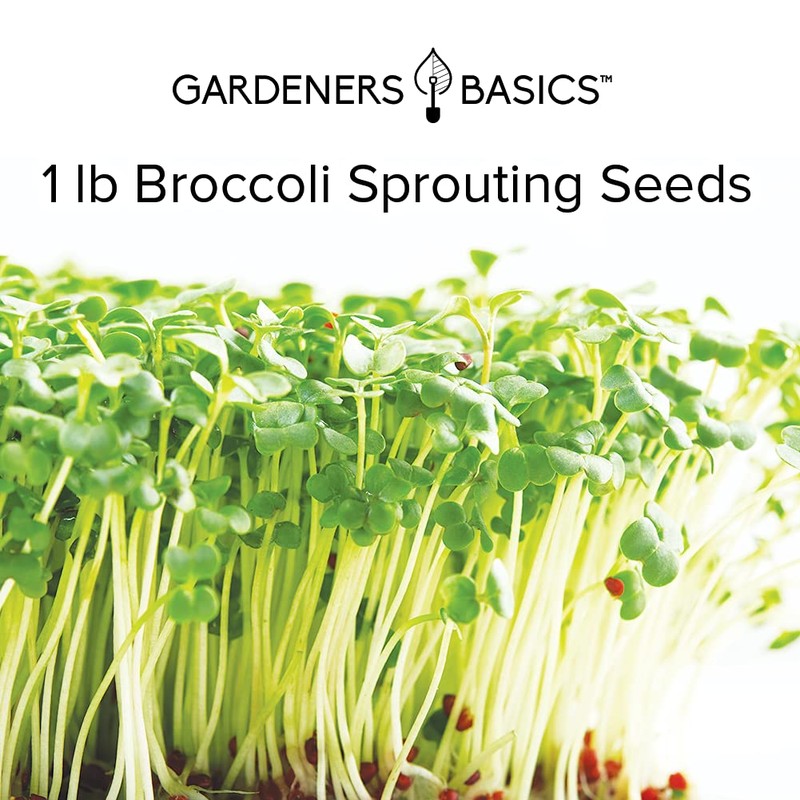 Gardeners Basics, Broccoli Seeds for Sprouting Kit and Microgreens Non-GMO,
