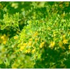 Earthcare Seeds Siberian Pea Shrub 50 Seeds (Caragana arborescens) Heirloom
