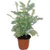 Botanica la Marina RUDA RUE Full Plant with rooth, green