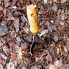 The Original Soil Scoop™