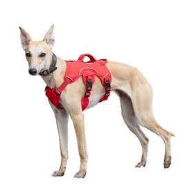 Snootiful Hound Sighthound Harness for Greyhounds, Whippets & Lurchers - Escape Proof Dog Harness - 3 Point, Padded, No Escape, Non Slip (Red, XS)