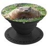 Groundhog Day Cute Woodchuck, Marmot