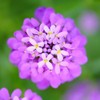 Candytuft Seeds - Rose Cardinal - Packet - Pink/Purple Flower
