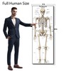 Life Size Skeleton bones named Poster for classroom or lab