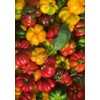 Sweet Peppers Papaccelle Preserved in EVOO - Maida Farm, Campania,