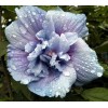 Proven Winners Hibiscus syriacus Blue Chiffon Rose of Sharon 4"
