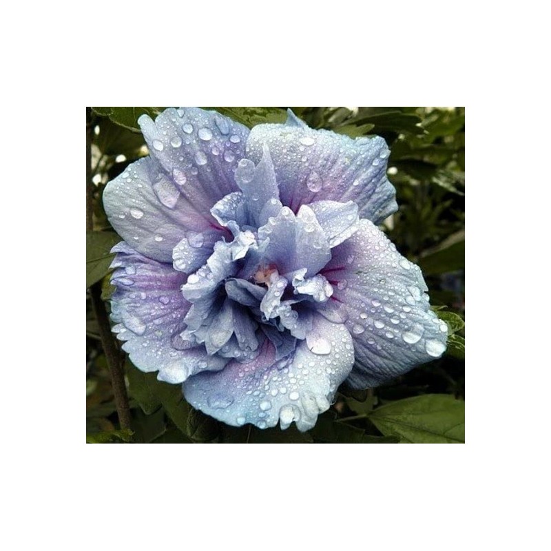 Proven Winners Hibiscus syriacus Blue Chiffon Rose of Sharon 4"
