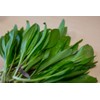 NIKA SEEDS - Seeds Herb Ramsons (Wild Garlic) - 50