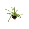 Three Assorted Spider Plants, 2.5 inch grower's Pot, Variegated Spider