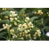 CZ Grain 30 Australian Blackwood Tree Seeds for Planting -
