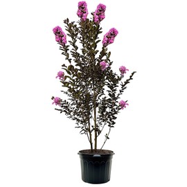 Lavender Skies Crape Myrtle, Dark Leaf, Purple Flowering, 2-3 ft. Tree Height, 7 gal. Nursery Pot (Due to Agricultural Laws, we Cannot Ship to CA, AZ, AK, or HI)