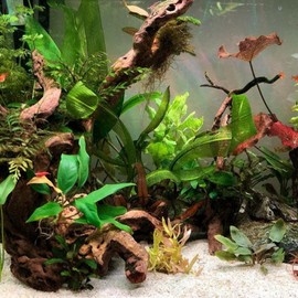 Anubias Congensis Bareroot Tropical Live Aquarium Plant Freshwater Aquatic Pond Water Decorations 3 Days Live Guaranteed by Mainam