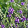 Linaria purpurea | Purple Toadflax | 10 Seeds
