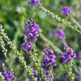 Linaria purpurea | Purple Toadflax | 10 Seeds