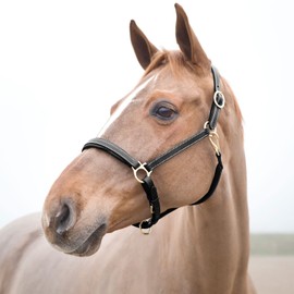 HORZE Largo Genuine Leather Horse Halter | Adjustable Padded Noseband and Crown - Black - Pony