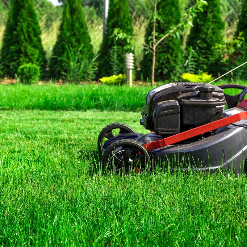 Rye Grass Annual Field Seed by Evergreen Farm and Garden