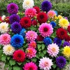 100+ Dahlia Seeds: Colorful Mix for Stunning Annual Blooms (Pink,