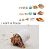 Luckybaby Shell Hermit Crab Shells Medium Small Mini Turbo Seashell