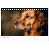 Herz aus Gold - Retriever zum Verlieben (Tischkalender 2026 DIN