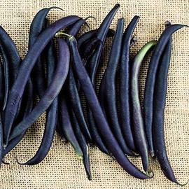 Bean Seeds - Purple Queen Bush - 30 g Packet ~100 Seeds - Phaseolus vulgaris - Farm & Garden Vegetable Seeds - Non-GMO, Heirloom, Open Pollinated, Annual