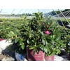 Azalea Encore Autumn Twist (Reblooming Azalea) Shrub, RB white/purple, #3