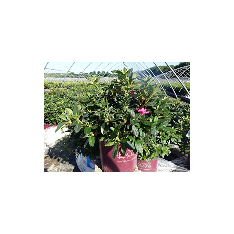 Azalea Encore Autumn Twist (Reblooming Azalea) Shrub, RB white/purple, #3