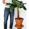 Gardenera Premium Banana Tree Potting Mix - Expertly Formulated Blend