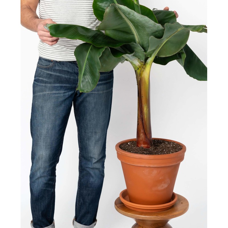 Gardenera Premium Banana Tree Potting Mix - Expertly Formulated Blend