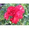 Live Plant from Green Promise Farms Flower Carpet Roses ROSA