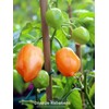 30 Semillas Chile Habanero Orange Naranja Nuevas Fertiles