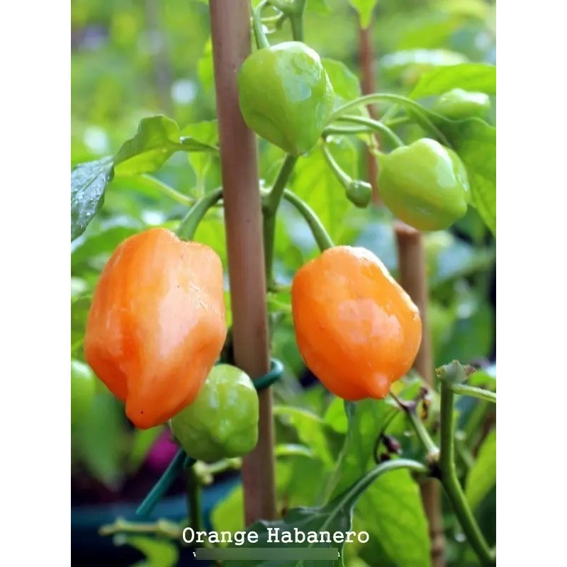 30 Semillas Chile Habanero Orange Naranja Nuevas Fertiles