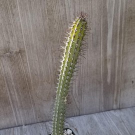 Euphorbia baioensis Cacti Cactus Succulent Real Live Plant