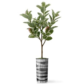 SIGNWIN Artificial Tree in Black and White Vertical Stripe Planter, Fake Rubber Silk Tree for Indoor and Outdoor Home Decoration - 70" Overall Tall (Plant Pot Plus Tree)