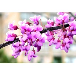 Judas Tree Seeds European Redbud Tree Judas Tree of Love Flowering Judas Cercis Siliquastrum Bonsai Sakura 15 Seeds for Planting