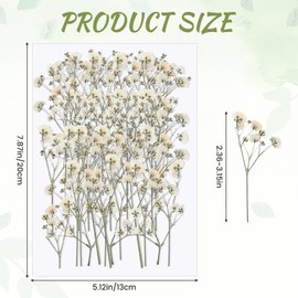 100 PCS Dried Babys Breath Flowers, Mini Pressed Flowers for Crafts, Wedding Invitation Accessories,Dried Pressed Baby Breath for Resin, Candle, Soap, Scrapbooking(White)