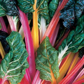 Outsidepride Mix Swiss Chard Seeds for Planting Vegetables & Microgreens - 2000 Pcs Vibrant, Tasty & Highly Nutritious Biennial Vegetable Seeds for Garden Beds, Borders, & Containers