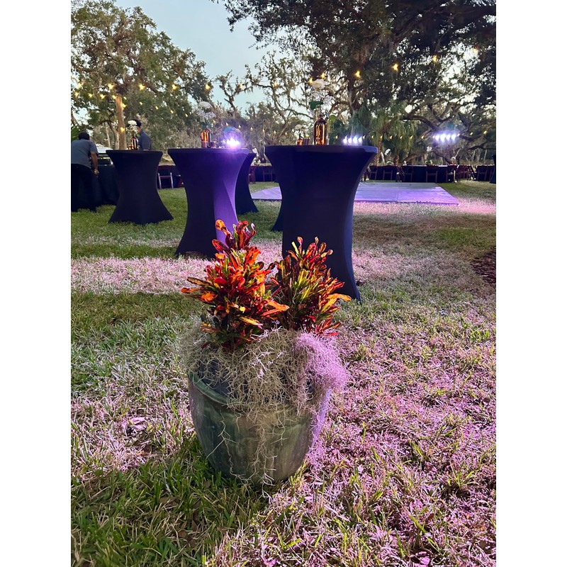 Live Spanish Moss, Live French Moss in 1-2 Gallon Box