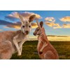 Lais Puzzle Kangaroo in the outback at the sunset, Australia,