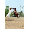 Horsemen's Pride Horsemen's Pride Jolly Ball - Blue, 10 inch