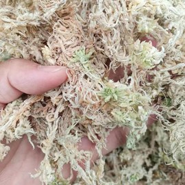 CATELL Premium Natural Sphagnum Moss, Dried Forest Moss Fresh Sphagnum Moss Sphagnum Moss for Plants Spagnum Moss Reptile Moss for Terrariums Wreath Makin and Live Plant Displays