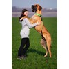 A K9 Bully Dog Tactical Combat Dog Collar with Control