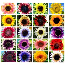 100 Pcs Heirloom Sunflower Seed Mix Color of Pink Purple Red Yellow – Mix of Giant Dwarf Varieties Bonsai - Plant for Office Home Garden Yard Decor