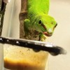 QIHYCUF 100 pcs Small Gecko Food and Water Cups Plastic