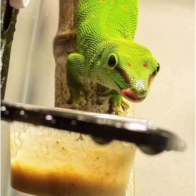 QIHYCUF 100 pcs Small Gecko Food and Water Cups Plastic