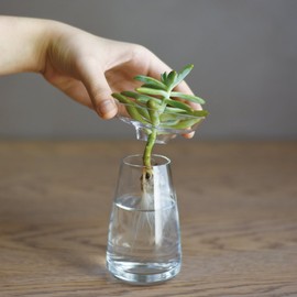 KINTO 20841 Flower Vase, Aqua Culture Base, 3.1 inches (80 mm), Clear