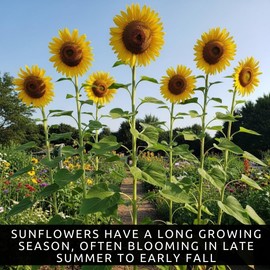Skyscraper Sunflower Seeds – 20 Seeds, Rare Giant Variety – Grows 15–20 Feet Tall – Exotic, Tall Garden Sunflowers – Pollinator-Friendly