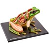 4D Vision Frog Anatomy Model