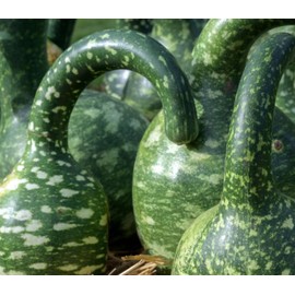 “Speckled Swan” Gourd Seeds – Whimsical Gourds with Eye-Catching Speckles | Stylish Whether Fresh or Dried | Pitcher Gourd | Always Open-Pollinated | USA Grown Heirloom Seeds by Liliana's Garden |