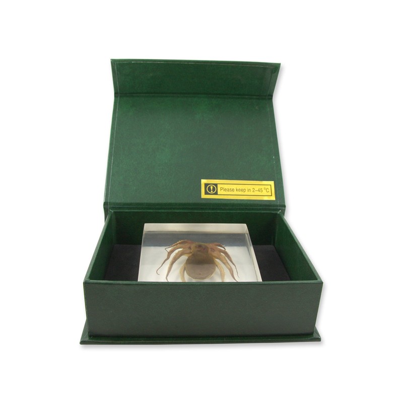 REALBUG Octopus Specimen