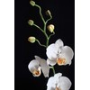 Handmade Orchid Pot (Phalaenopsis) | White Orchids with Yellow Pistils